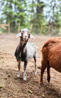 Nubian x Lamcha yearling buck goat 