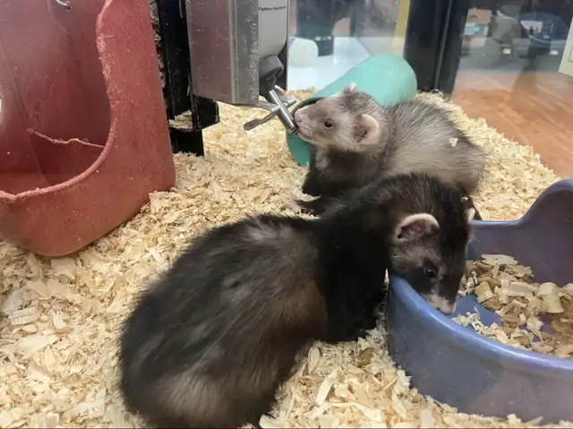 Pers for Sale in Small Animals for Rehoming in Oshawa / Durham Region - Image 3