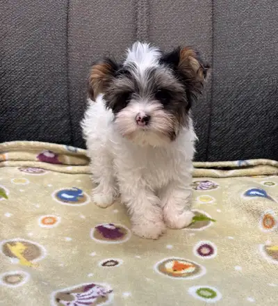 1 Beautiful Teacup Biewer Yorkie Pup - 1.6lbs at 9.5 weeks, View more