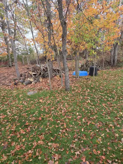 Free Firewood., View more