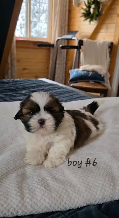 Shih Tzu puppies, View more