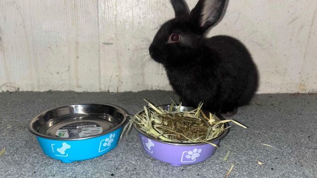 Free bunny in Small Animals for Rehoming in Edmonton - Image 2