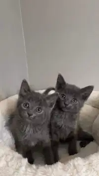Russian blue kittens male and female 