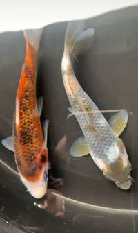 Blue Japanese Koi 4 to 5 inch $55