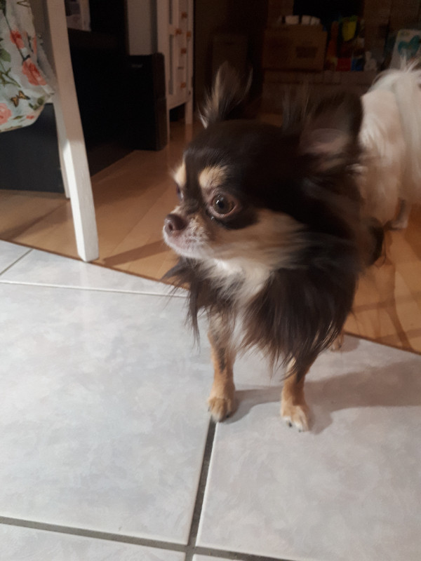 A donner!! 2 chihuahua adultes 1 male,1 femelle Chiens et chiots à adopter Lanaudière Kijiji