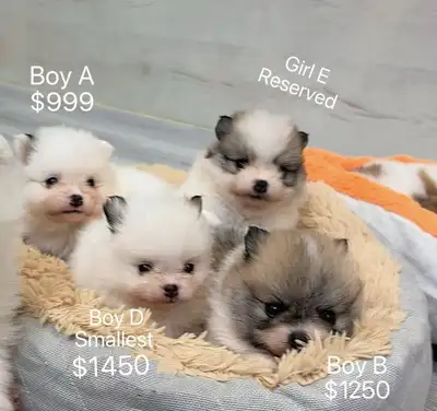 ** (new litter) Toy size Pomeranian puppies ready to new home **, View more