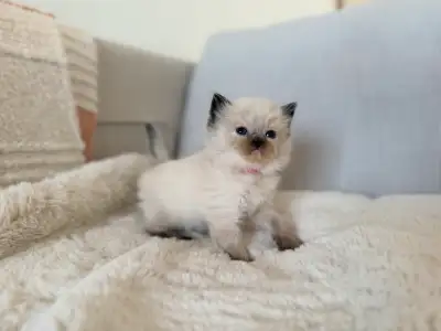 ~Ragdoll Kittens~ ONLY 1 left, View more