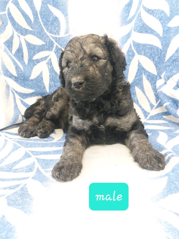 Standard poodle puppies! Dogs & Puppies for Rehoming Stratford Kijiji