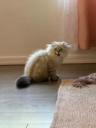 Persian mix Scottish Kittens, View more