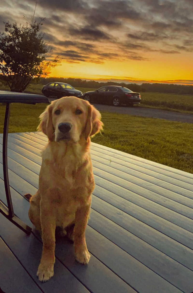 Puppy for sale Dogs & Puppies for Rehoming Oakville / Halton Region