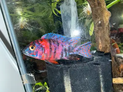 cichlids for sale, View more