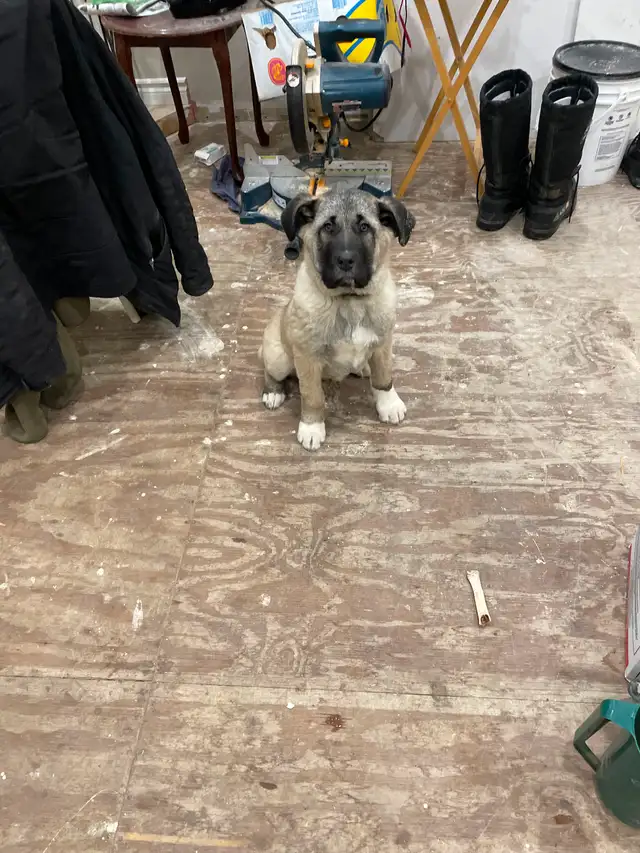 Kangal male 7 months old in Dogs & Puppies for Rehoming in Gatineau - Image 6