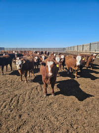 Premium Red Brockle Face Replacement Heifers