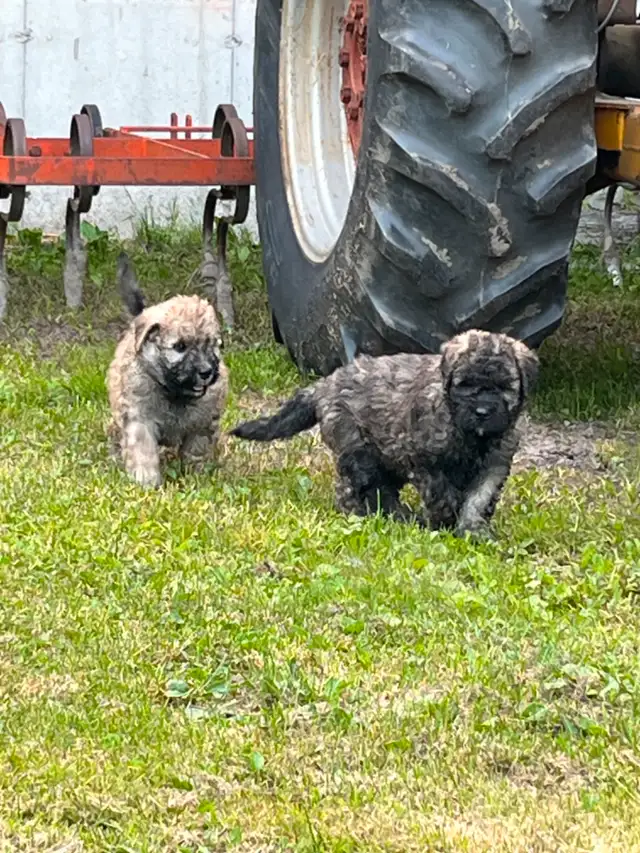Chiots Bouvier des Flandres in Dogs & Puppies for Rehoming in Drummondville - Image 4