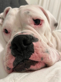 White Boxer Theodore looking for loving family.