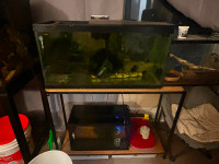 25 gallon aquarium with stand and 20 gallon bottom tank