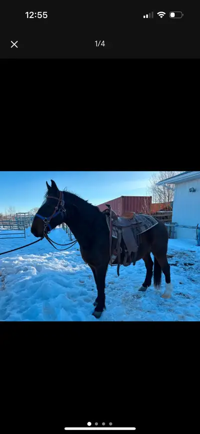 geldings for sale, View more