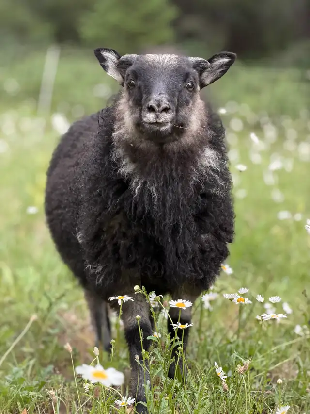 Icelandic lambs in Livestock in Vernon - Image 2