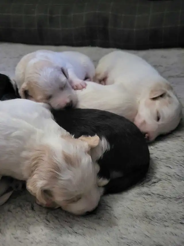 Labradoodle x Bordercollie puppies in Dogs & Puppies for Rehoming in St. Catharines - Image 8
