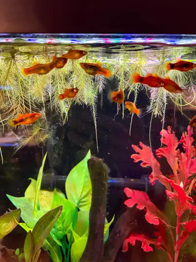 Platys for 1$, View more