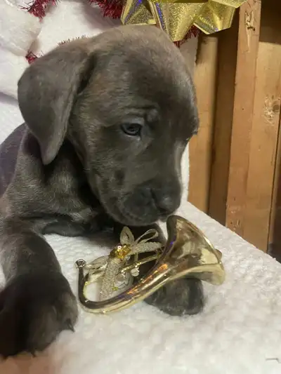 Christmas cane corso/mastiff pups, View more