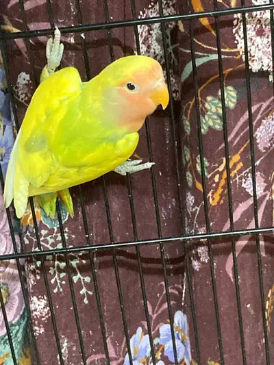 Very active lovebirds 6 months to 1 year Proven breeder pairs are also available $89 each $ 180 for...