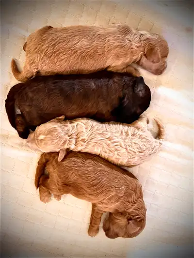 Ready to go by June 9. I will post new photos here as they Grow. $160 deposit secures one for you. 1...