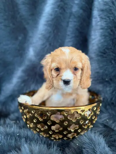 Cocker Spaniel Puppies, View more