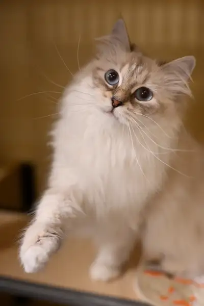 Pedigree Siberian Kittens, View more