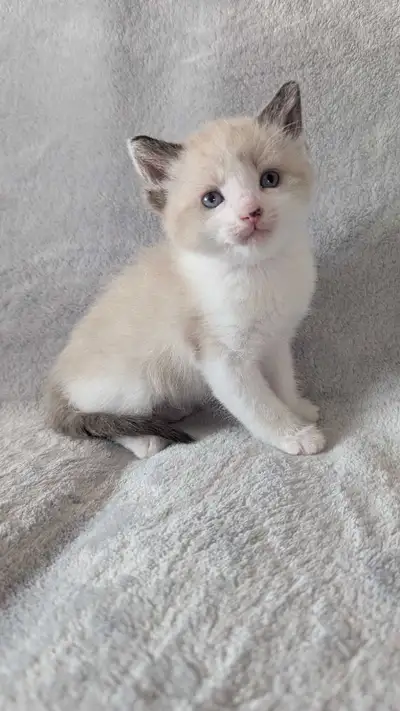Ragdoll mix kittens, View more