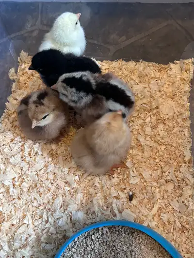 5 BYM chicks straight run , View more
