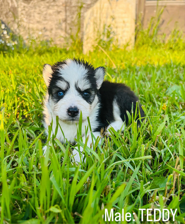 Pomsky Puppies for Sale! in Dogs & Puppies for Rehoming in Saskatoon