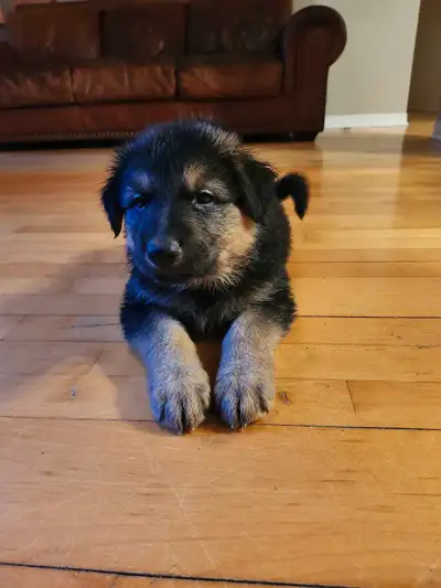 Chiot  mix berger allemand, View more