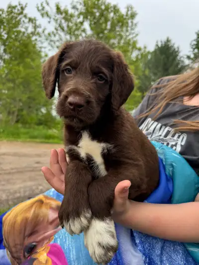Notre belle Michonne (Labrador pure race) a eu 7 petits chiots d'un mâle Caniche Royal le 20 avril d...