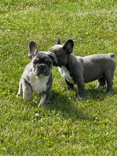  French bulldogs puppies , View more