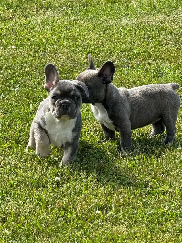  French bulldogs puppies  in Dogs & Puppies for Rehoming in Hamilton - Image 2