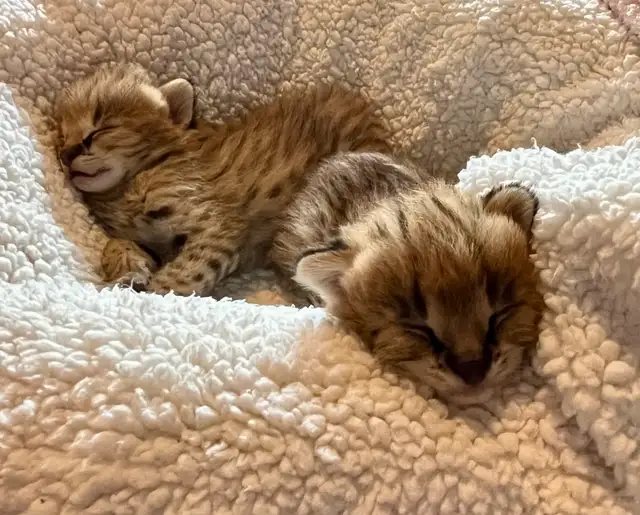 Serval Kittens Available !  in Cats & Kittens for Rehoming in City of Montréal - Image 5