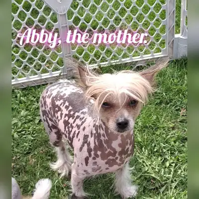 Chinese Crested, Powderpuff Pups, View more