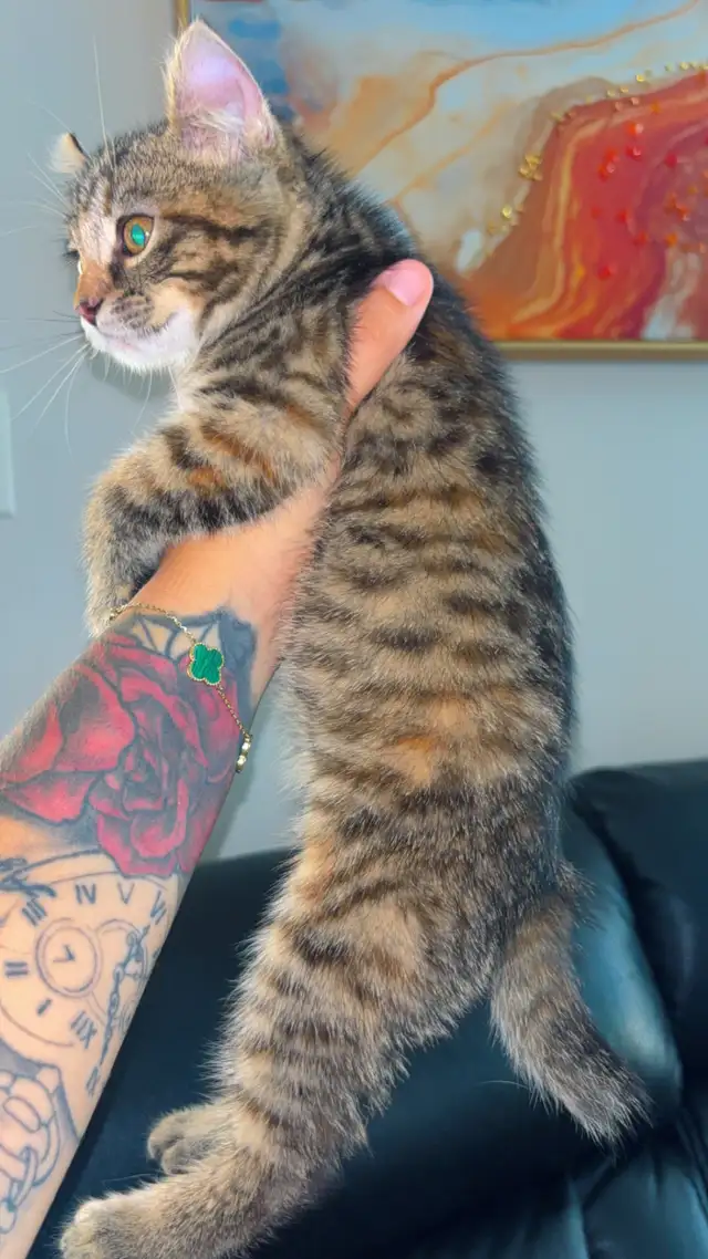 Highland Lynx Mixed in Cats & Kittens for Rehoming in Shawinigan - Image 7