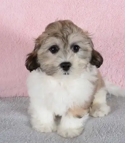 Cute Shih-Tzu x Poodle Puppies - Shih-Poo's, View more
