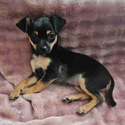 Female Chihuhua Puppy, View more