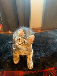 adorable female kitten looking for new home