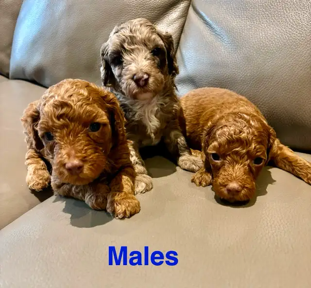 Gorgeous Cockapoo Pupies in Dogs & Puppies for Rehoming in Markham / York Region - Image 9