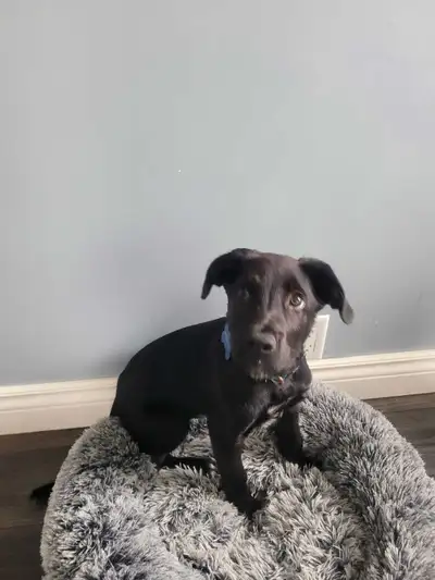 Black lab dog two month old puppy , View more