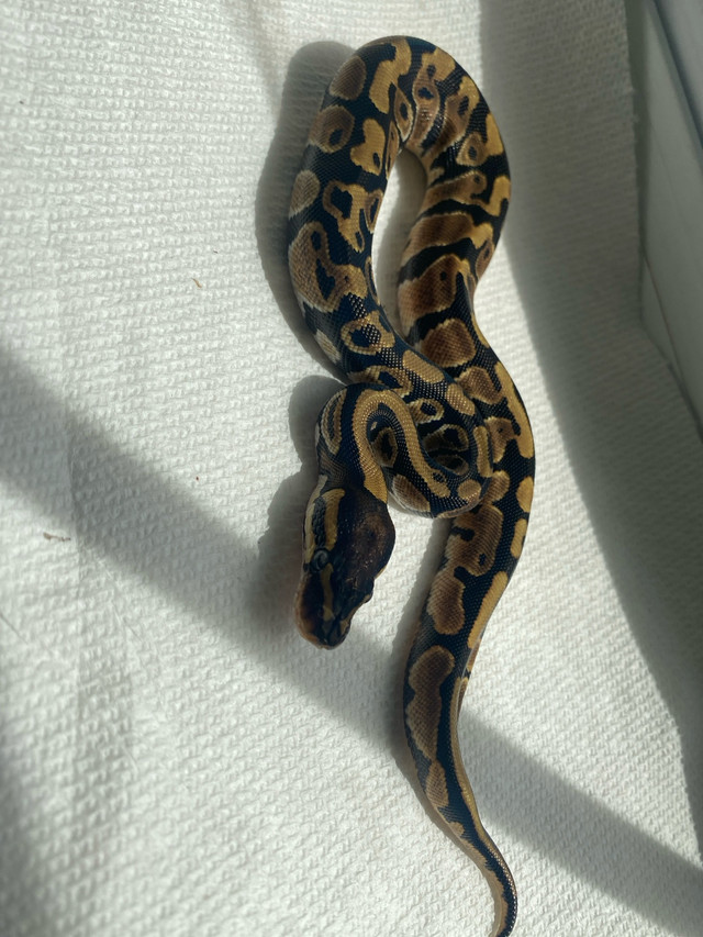 hey pied female ball python in Reptiles & Amphibians for Rehoming in Barrie