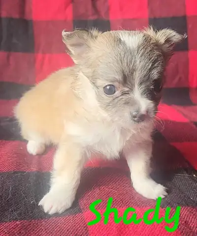 LAST ONE! TINY female Chihuahua Puppies, View more