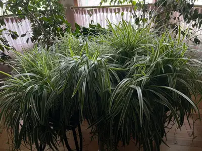 spider plants, View more