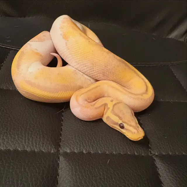 Beau & Buddies 64985469836162123