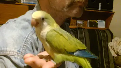 SOLD Hand fed Hand raised baby Quaker Parrot $600, View more