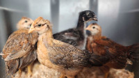 4 week old chicks (olive eggers)